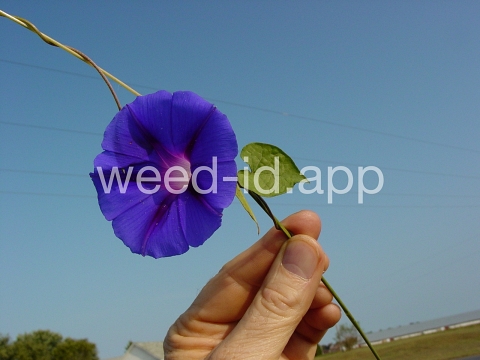 morningglory, tall